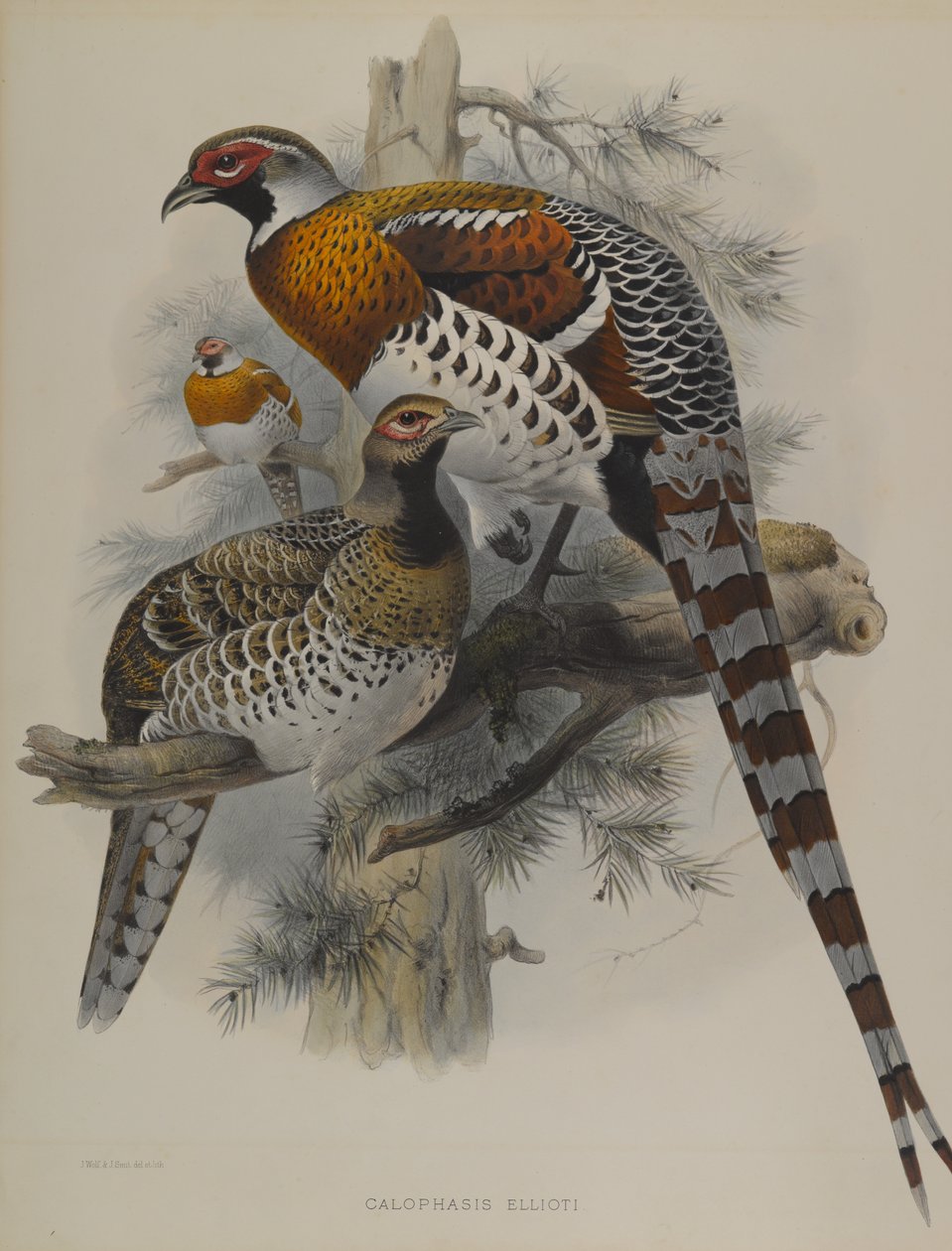 Calophasis Ellioti av John Gould