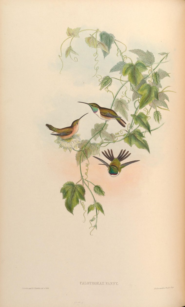Calothorax fanny = Myrtis fanny av John Gould
