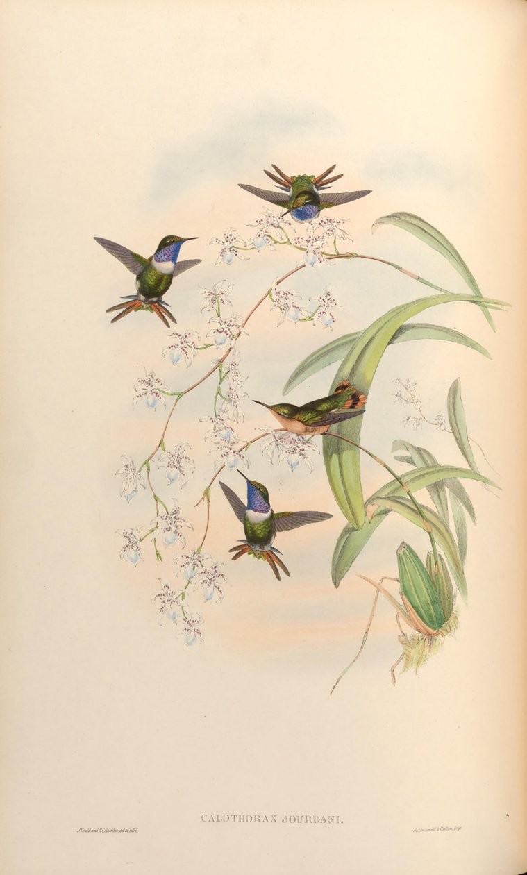 Calothorax jourdani = Chaetocercus jourdanii av John Gould