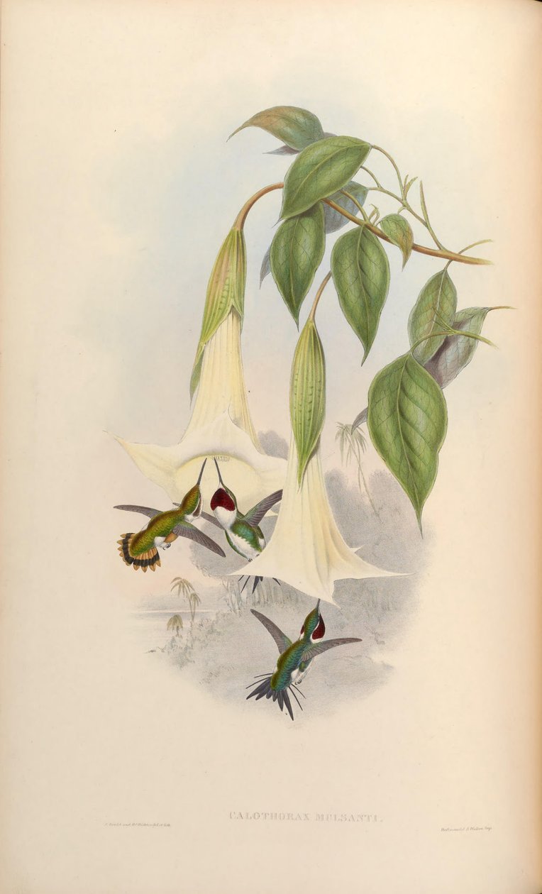 Calothorax mulsanti = Chaetocercus mulsant av John Gould