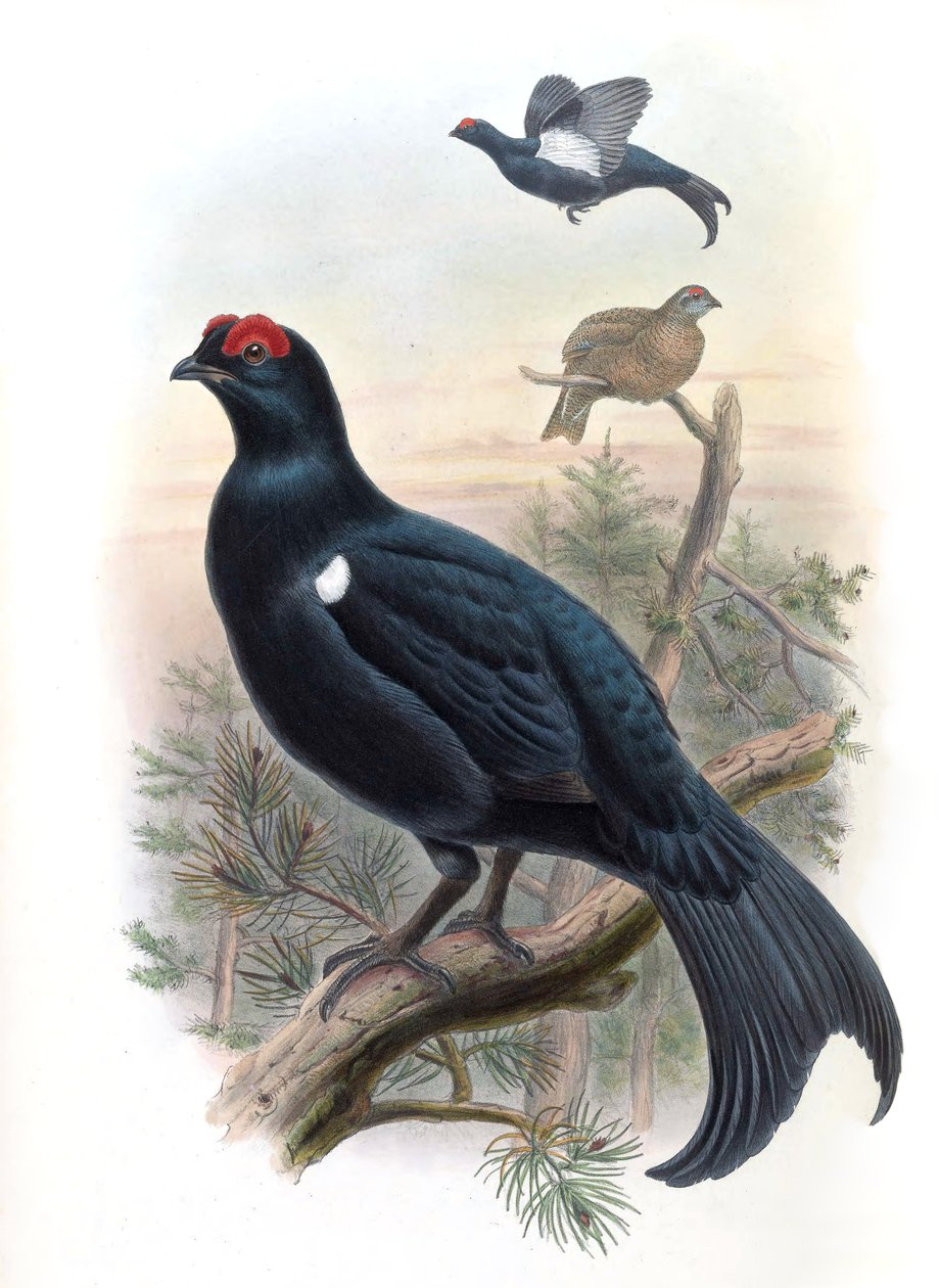 Kaukasisk lund Lyrurus mlokosiewiczi (syn. Tetrao mlokosiewiczi) av John Gould