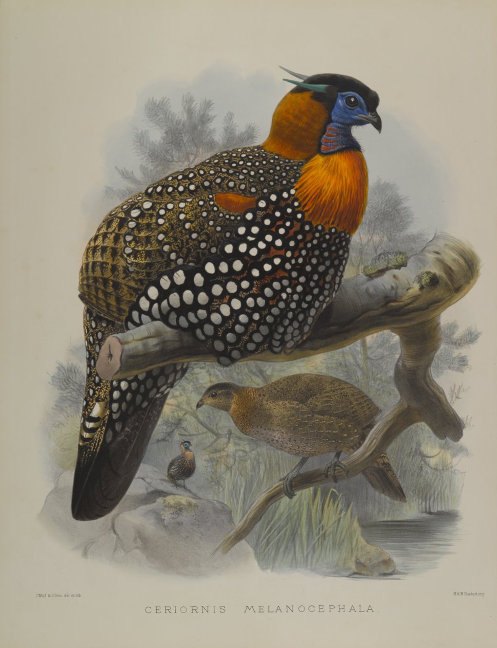 Ceriornis Melanocephala av John Gould