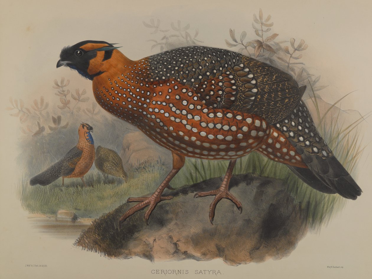 Ceriornis satiren av John Gould