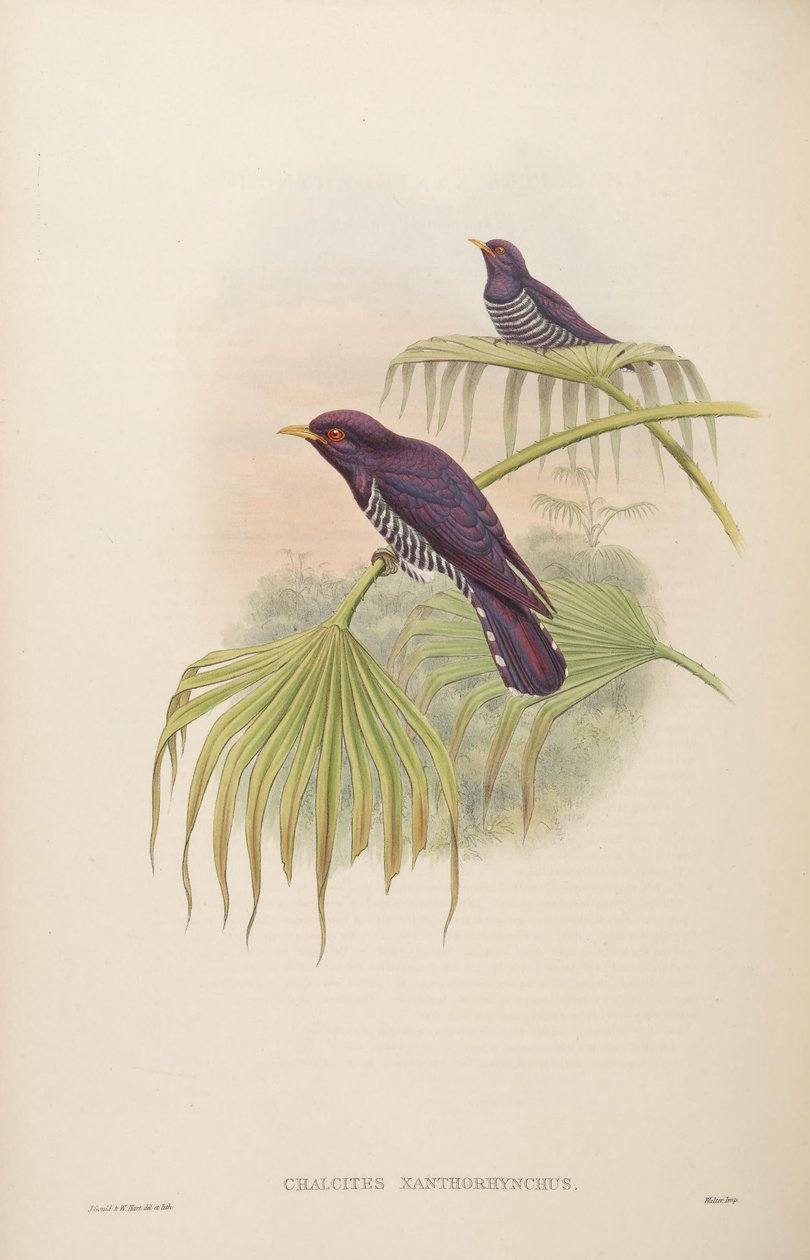 Chalcites xanthorhynchus = Chrysococcyx xanthorhynchus av John Gould
