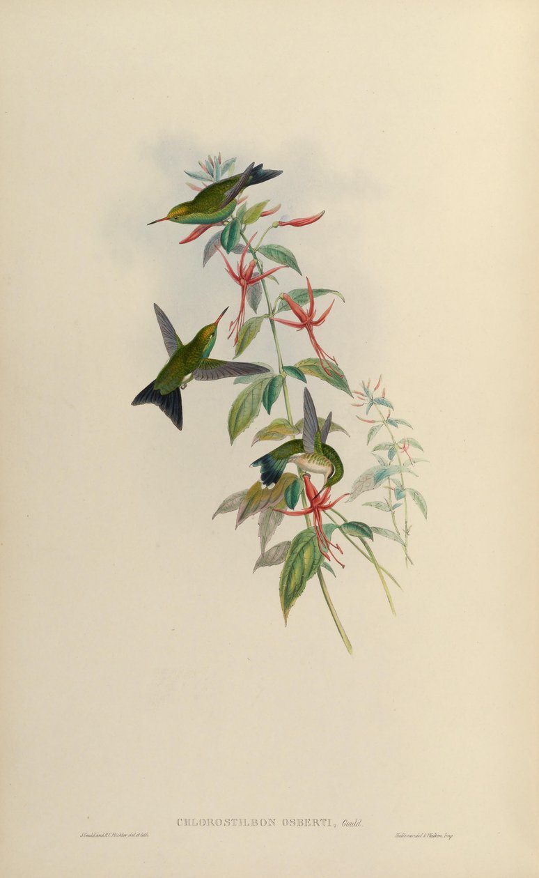 Chlorostilbon osberti = Chlorostilbon canivettii osberti av John Gould