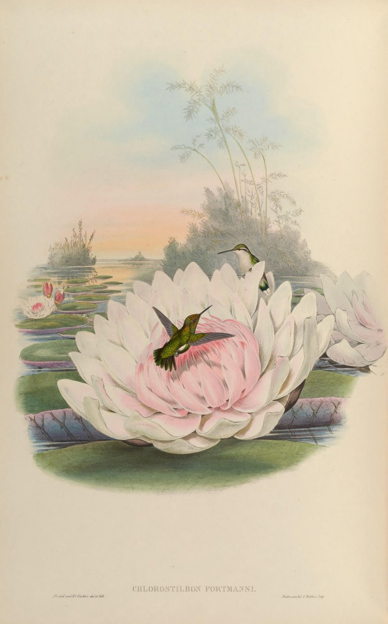 Chlorostilbon poortmani av John Gould