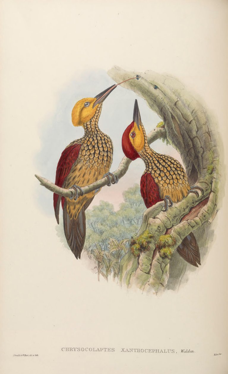 Chrysocolaptes xanthocephalus av John Gould