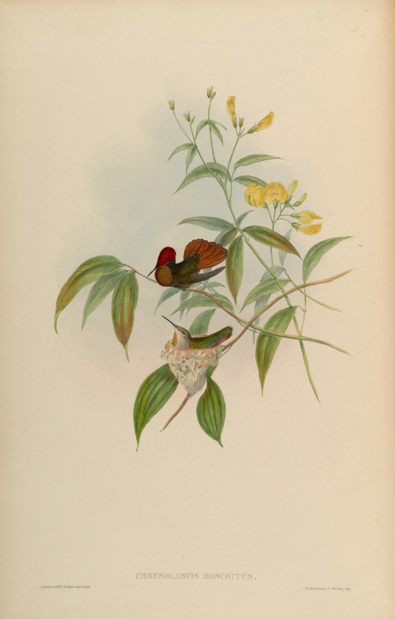 Chrysolampis moschitus av John Gould