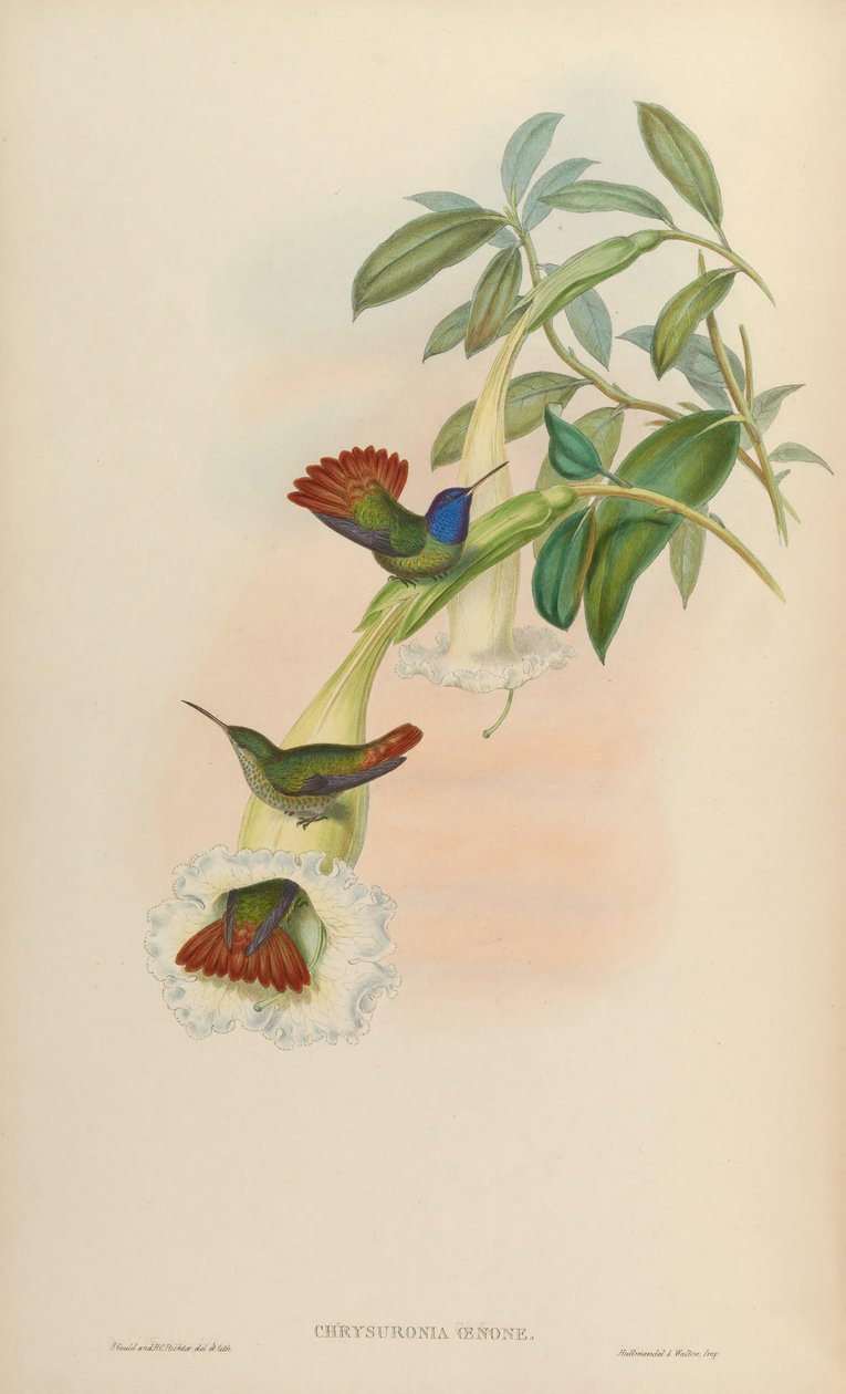 Chrysuronia oenone av John Gould