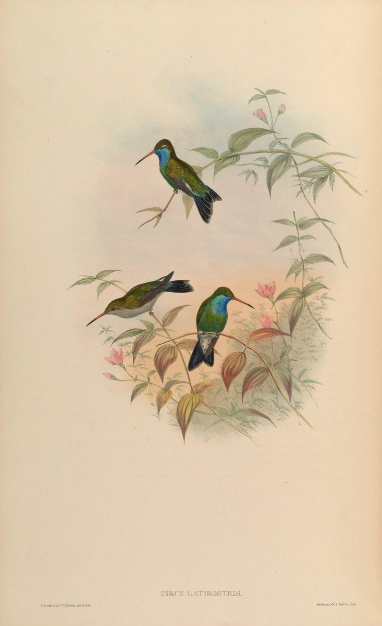 Circe latirostris = Cynanthus latirostris av John Gould