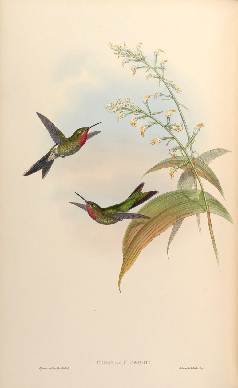 Cometes caroli =  Polyonomus caroli av John Gould