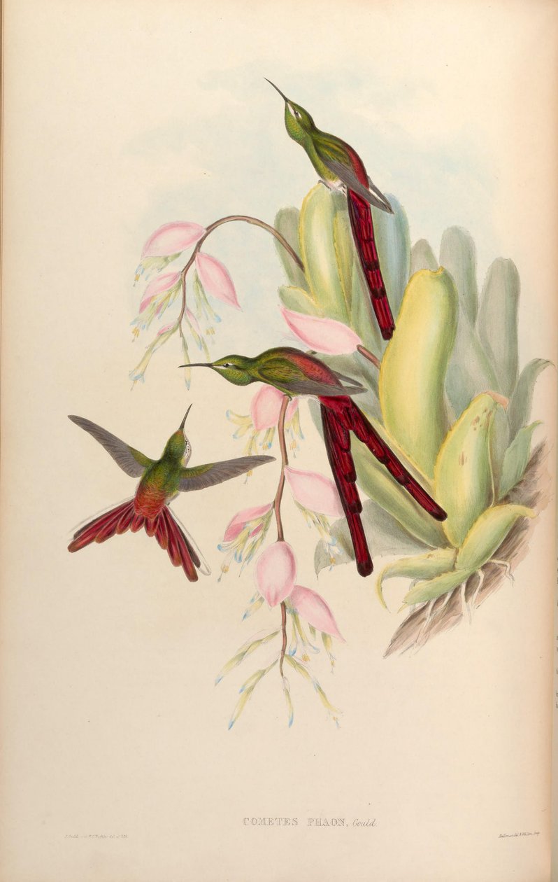 Kometer phaon = Sappho sparganura av John Gould
