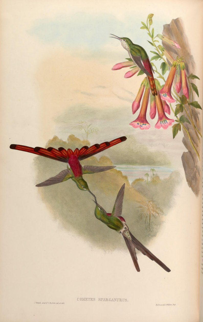 Cometes sparganurus = Sappho sparganura av John Gould