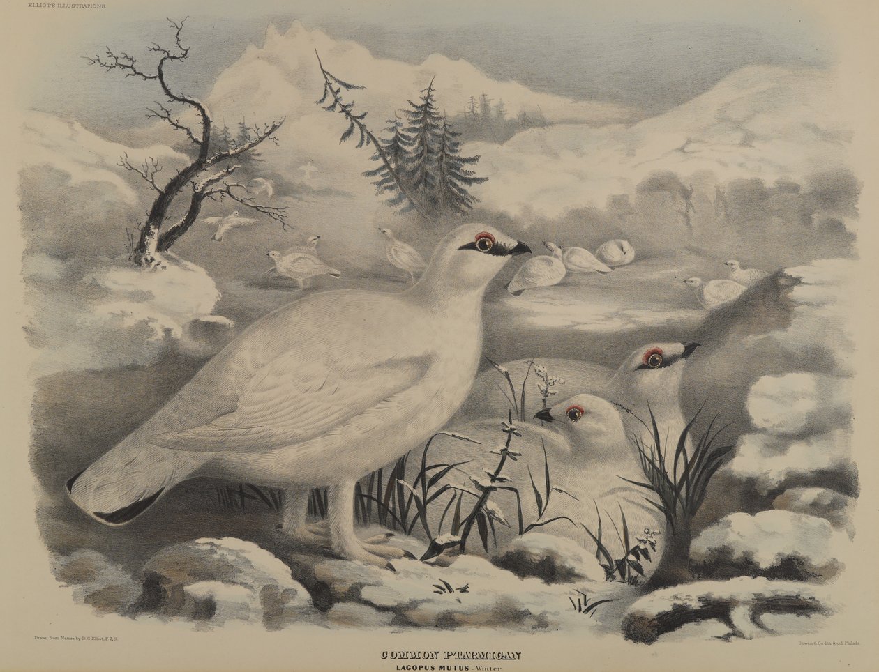 Vanlig ripa av John Gould
