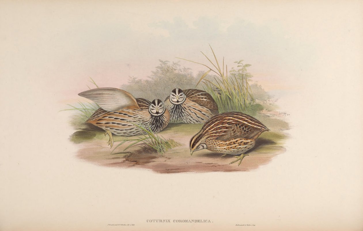 Coturnix coromandelica av John Gould