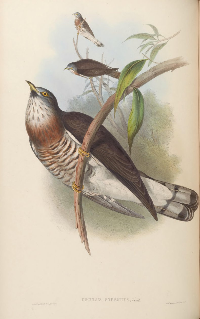 Cuculus vigorous = Hierococcyx sparverioides av John Gould