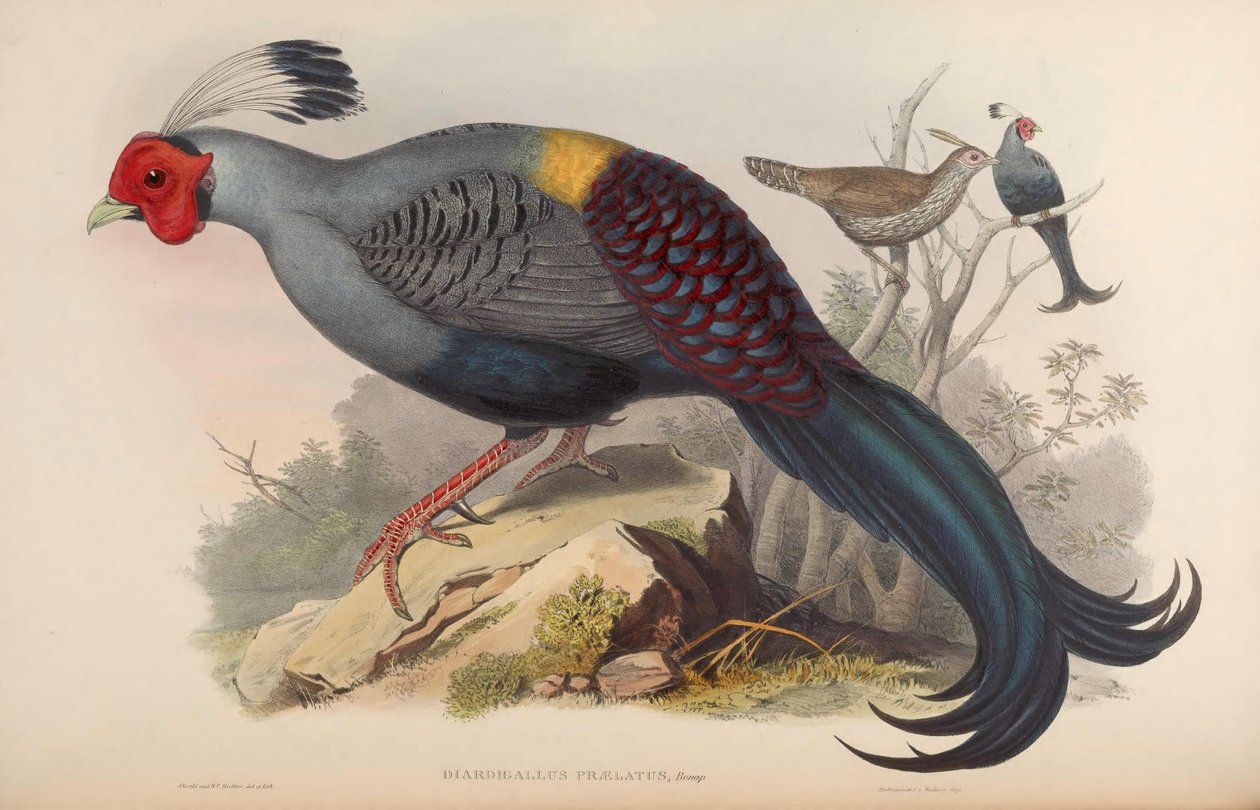Diardigallus prelat = Lophura diardi [2] av John Gould