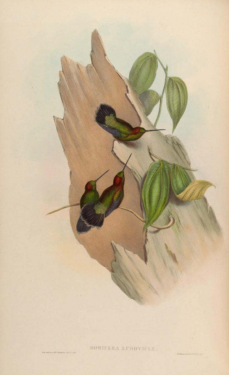 Doryfera ludoviciae av John Gould