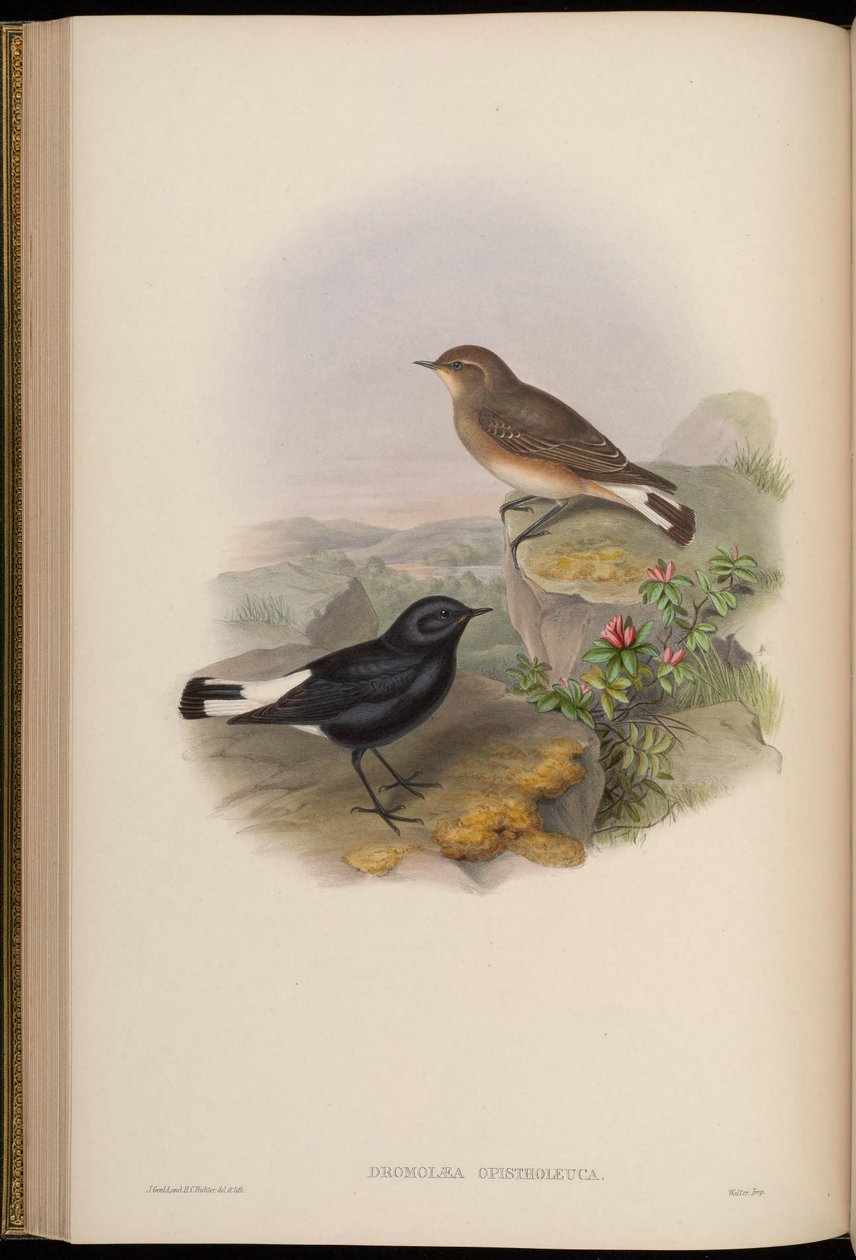 Dromolaea opistholeuca = Oenanthe picata opistholeuca av John Gould