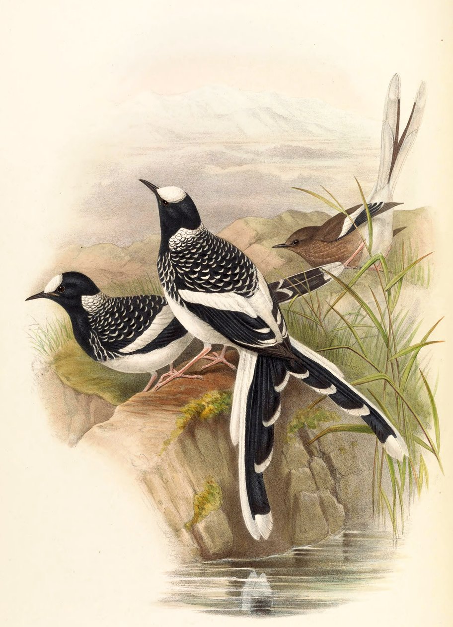 Enicurus maculatus av John Gould