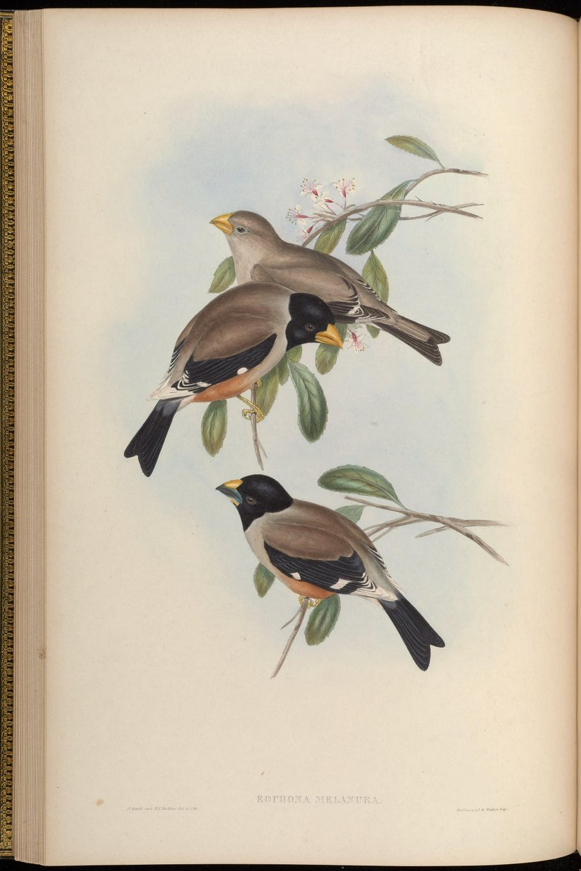 Eophona melanura = Eophona migratoria av John Gould