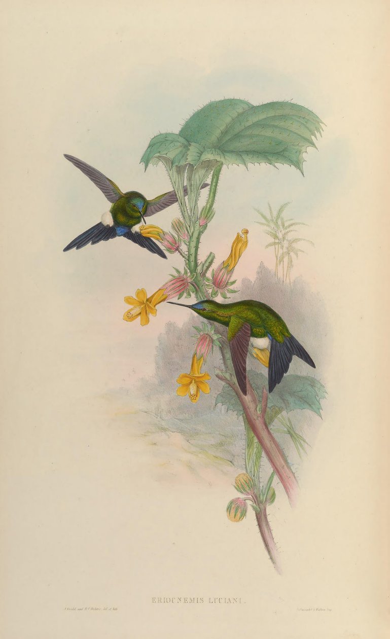 Eriocnemis luciani av John Gould