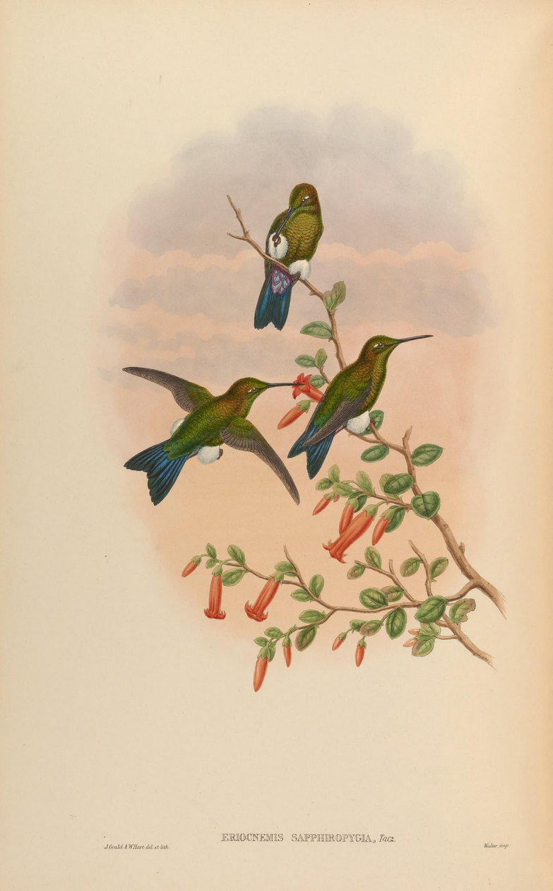 Eriocnemis sapphiropygia = Eriocnemis luciani sapphiropygia av John Gould