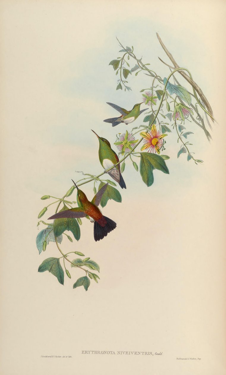 Erythronota niveiventris = Amazilia edward niveiventris av John Gould