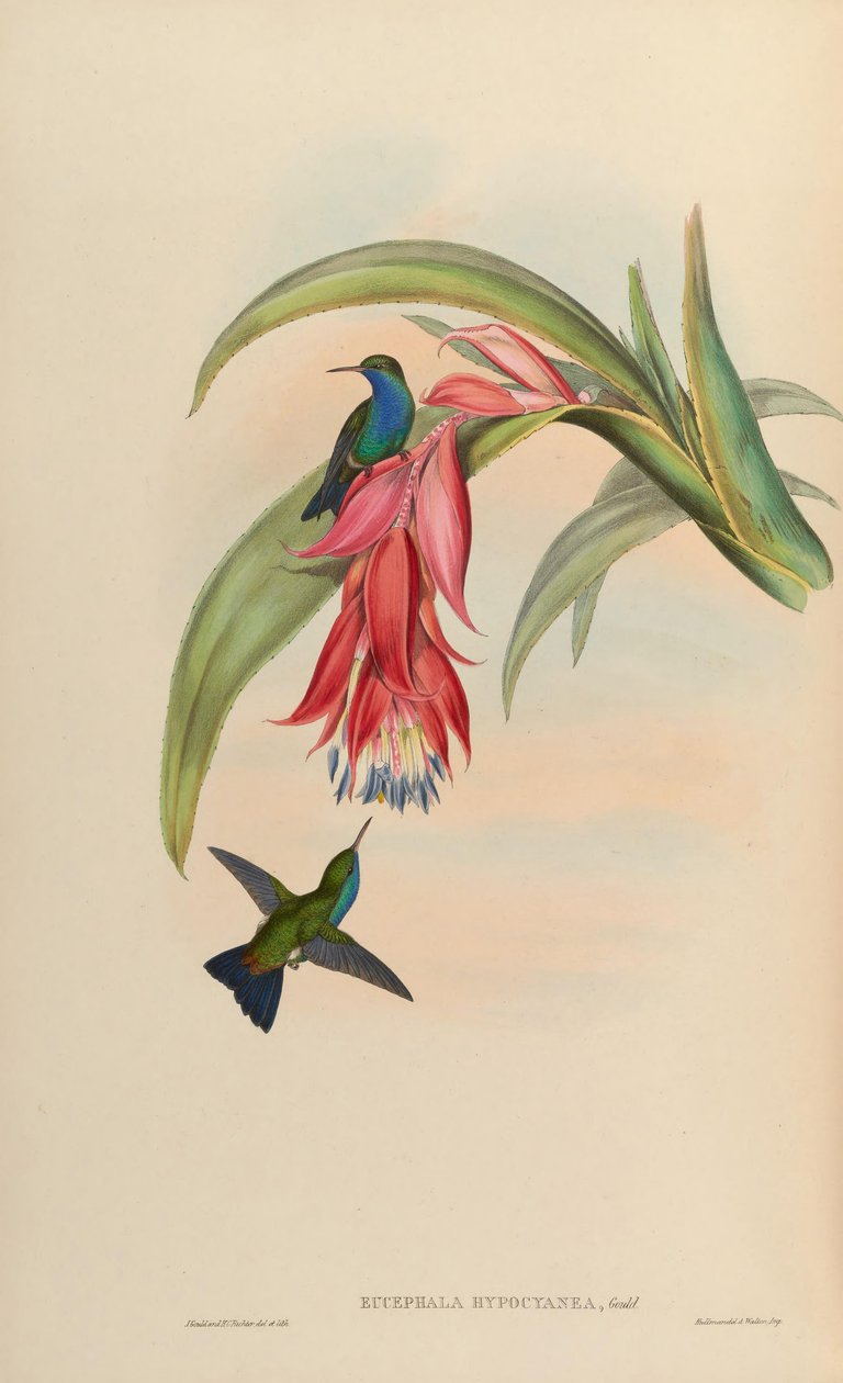 Eucephala hypocyanea = avvikande Chlorostilbon notata eller (C. notata X Hylocharis cyanus) av John Gould