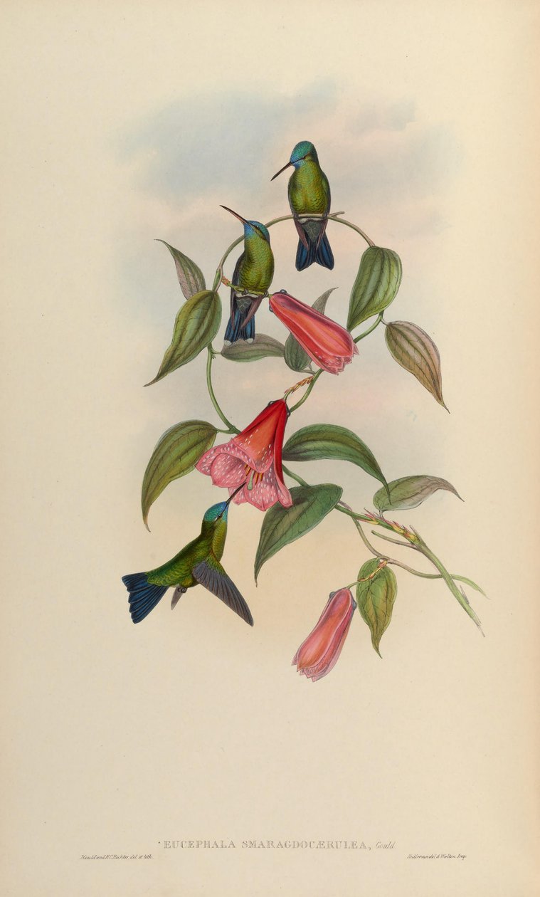 Eucephala smaragdblå = Chlorestes notatus X Thalurania glaucopis av John Gould