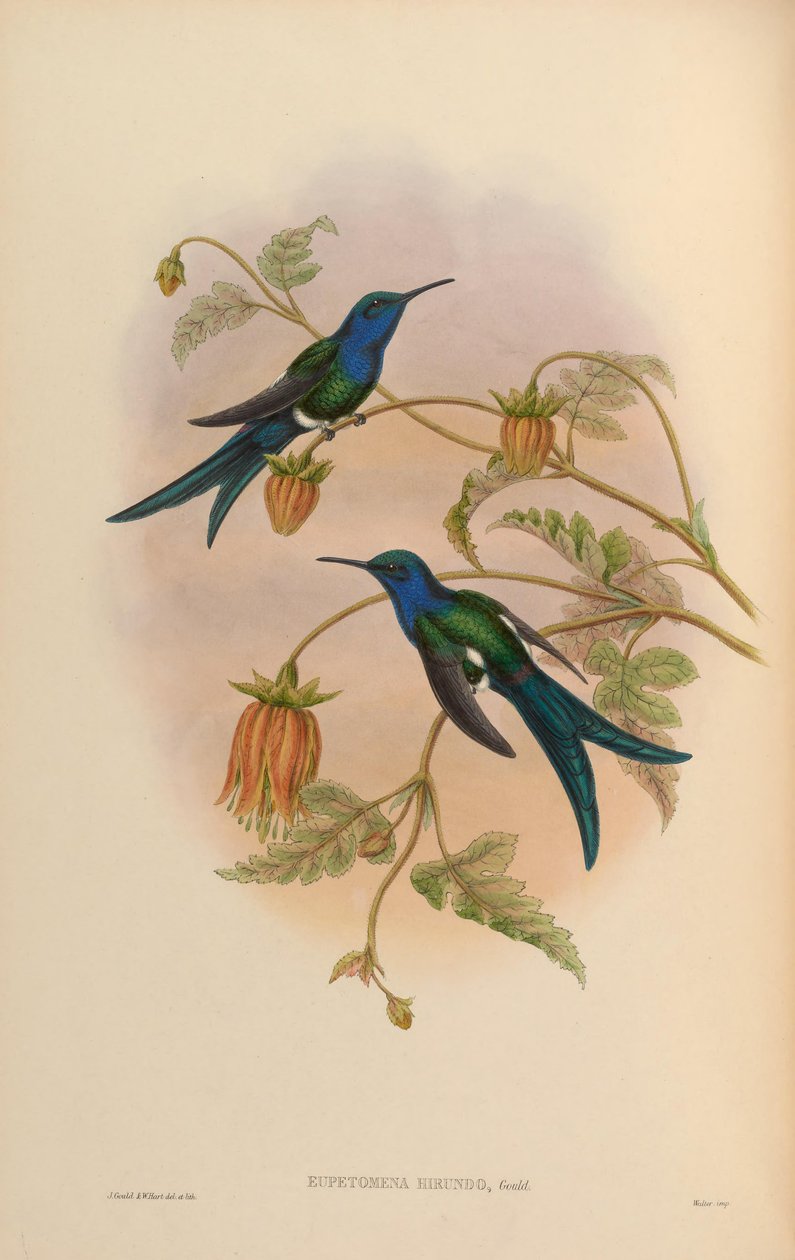 Eupetomena hirundo = Eupetomena macroura hirundo av John Gould