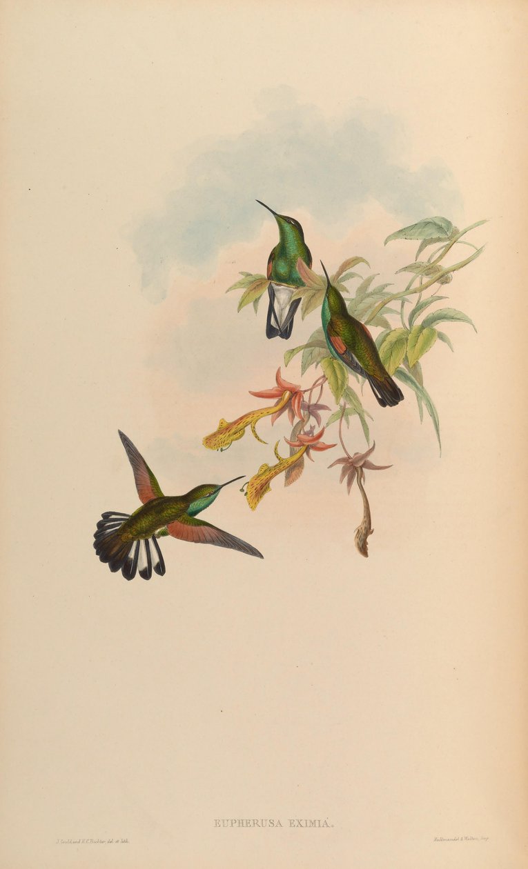 Eupherusa av John Gould