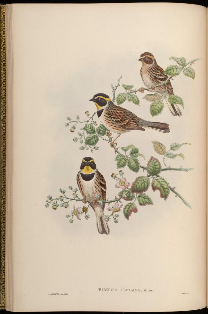 Euspiza elegans = Emberiza elegans av John Gould