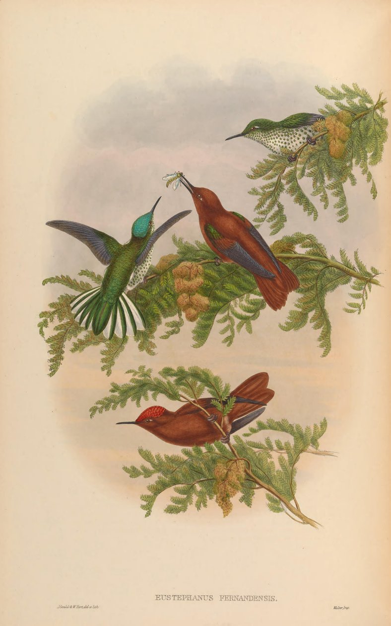 Eustephanus fernandensis = Sephanoides fernandensis fernandensis av John Gould