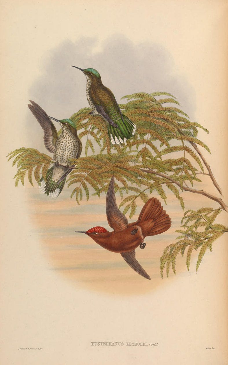 Eustephanus leyboldi = Sephanoides fernandensis leyboldi av John Gould