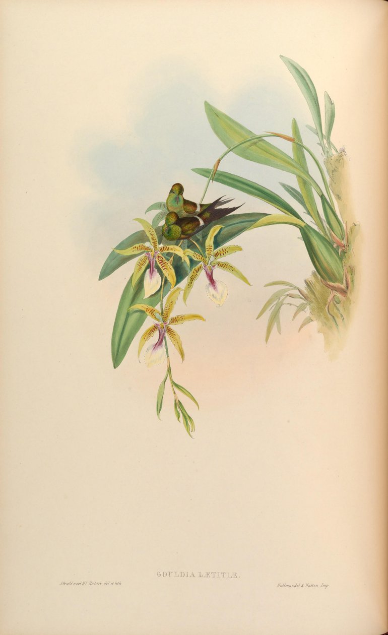 Gouldia joy = Discosura of joy with Oncidium av John Gould