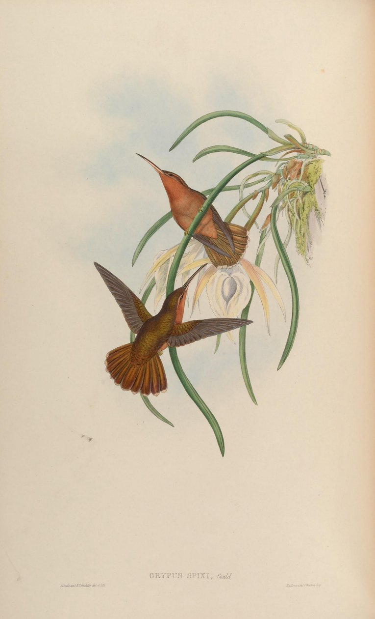 Grypus spixi av John Gould