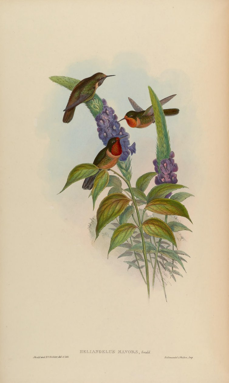 Helianthus gynnar av John Gould
