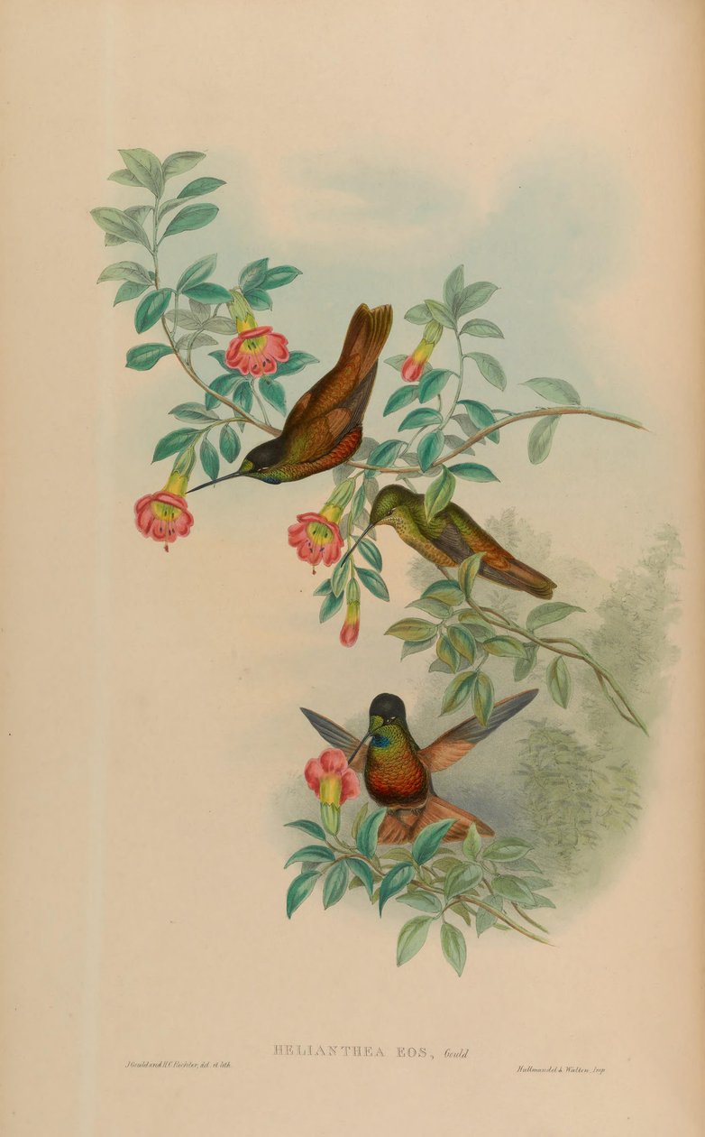 Helianthea eos = Coeligena bonapartei eos (IOC 3.2) av John Gould