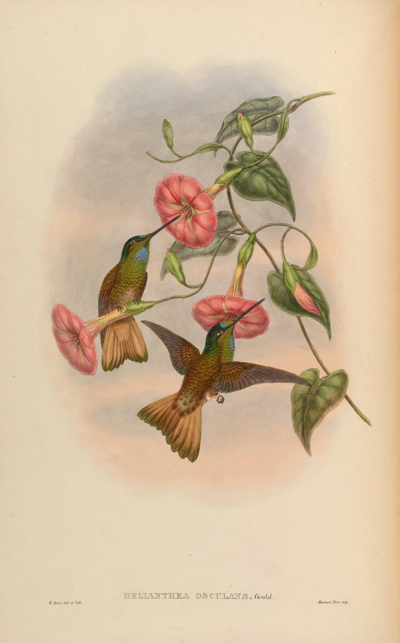 Helianthea osculans = Coeligena violifer osculans av John Gould