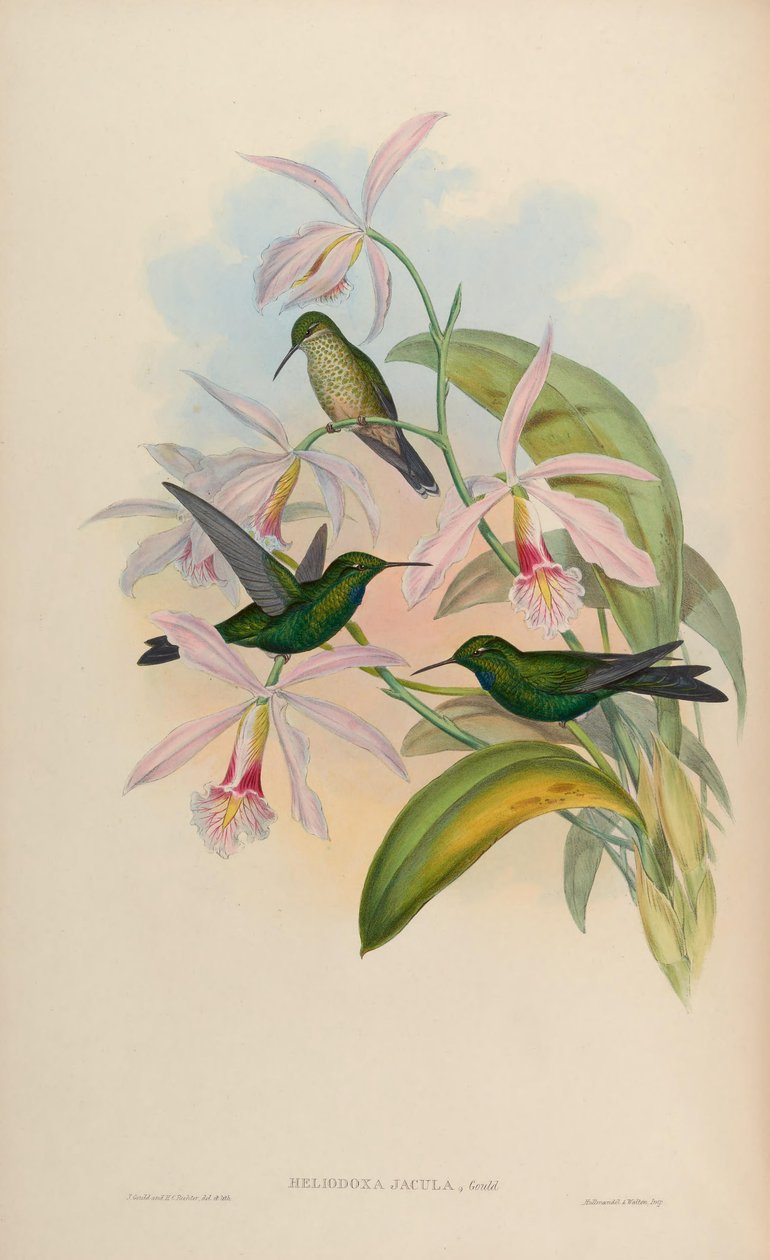 Heliodox dart av John Gould