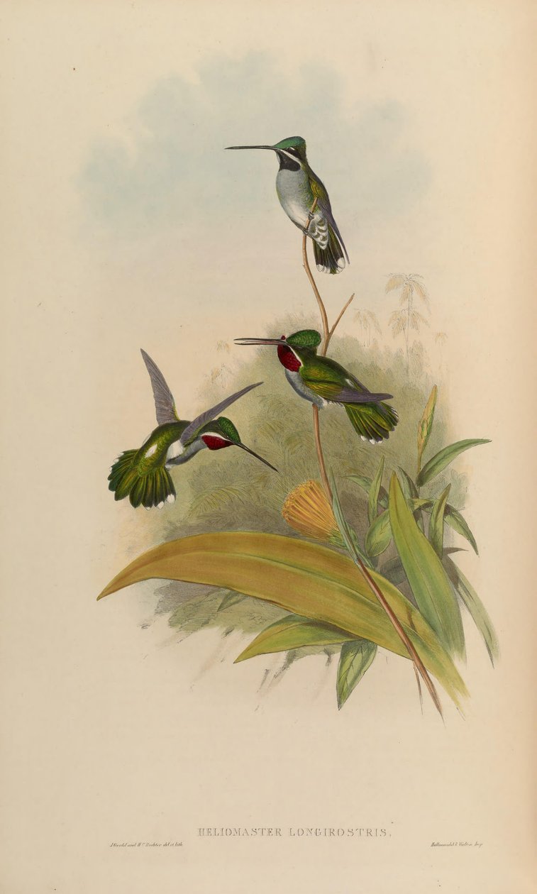 Heliomaster longirostris av John Gould