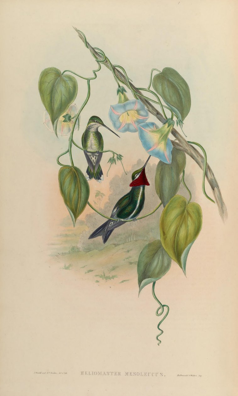 Heliomaster mesoleucus = Heliomaster squamosus av John Gould