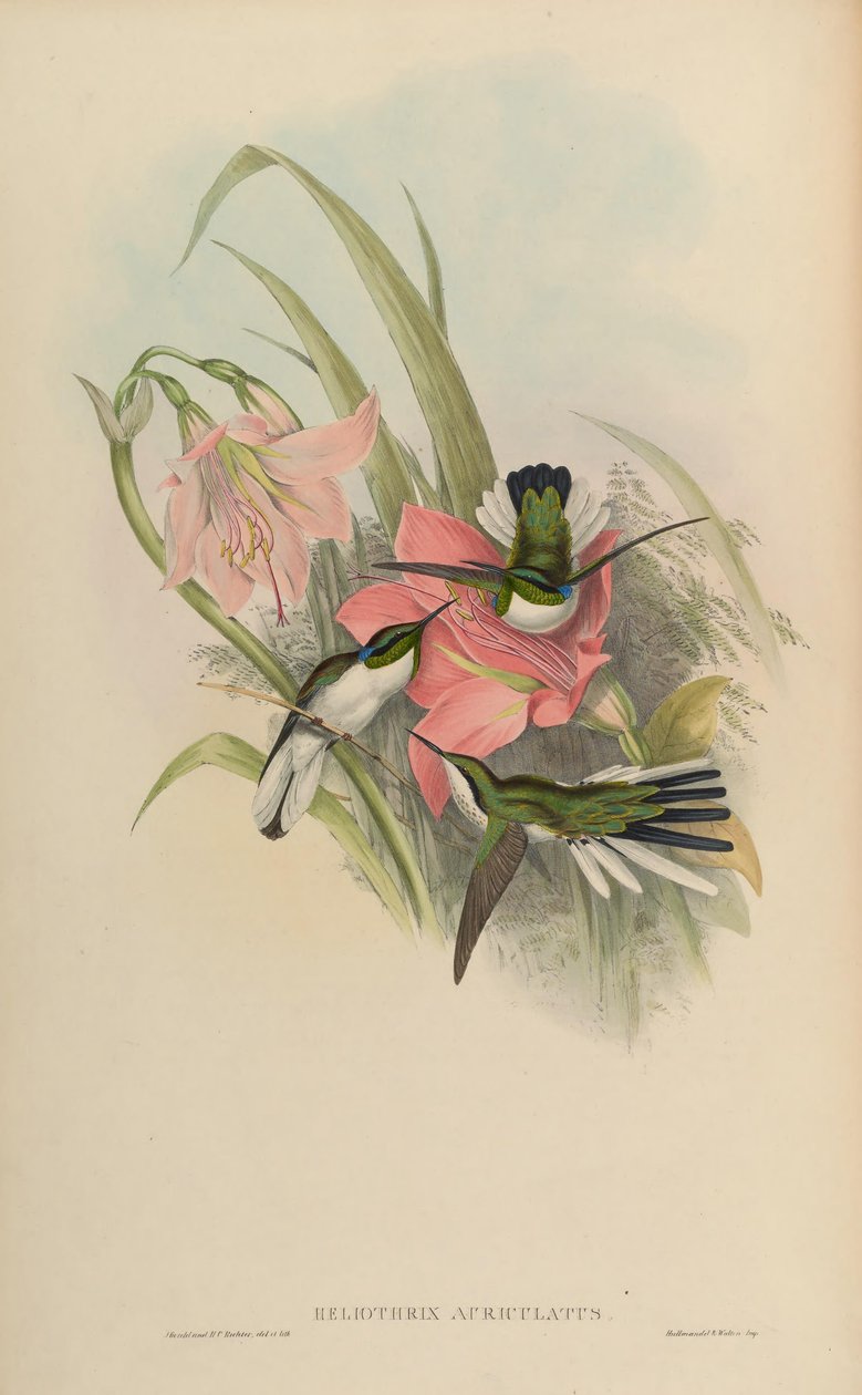 Heliothryx auriculata = Heliothryx aurita auriculata av John Gould