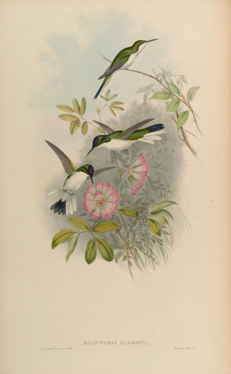 Heliothryx barroti av John Gould