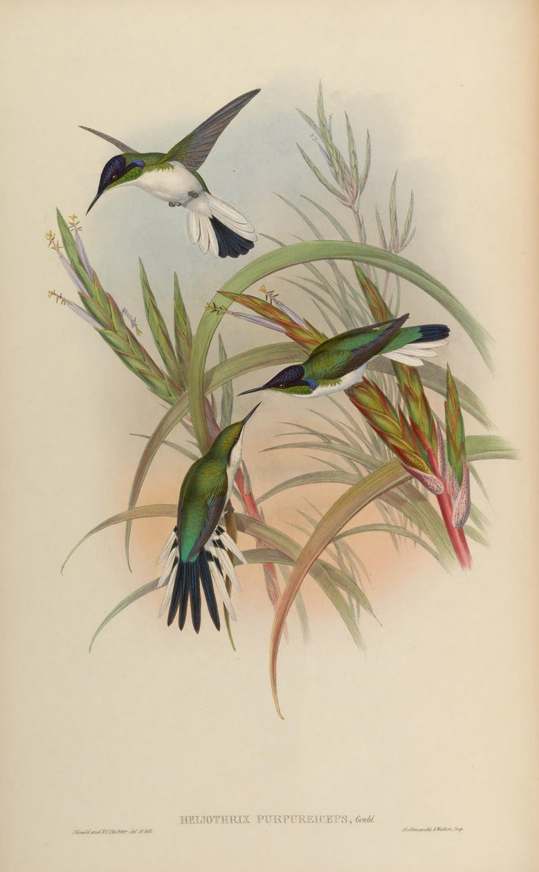 Heliothryx purpureiceps = Heliothryx barroti purpureiceps av John Gould