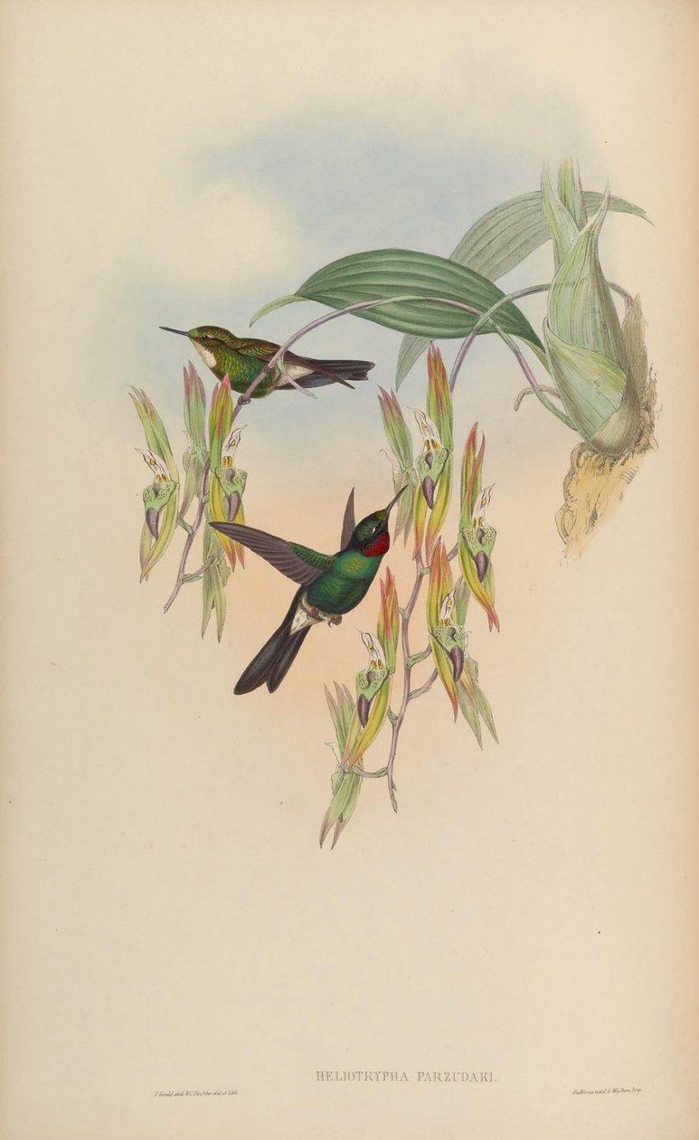 Heliotrypha parzudaki = Heliangelus av John Gould