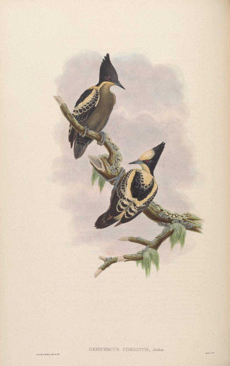 Hemicercus cordatus = Hemicircus sjunga [2] av John Gould