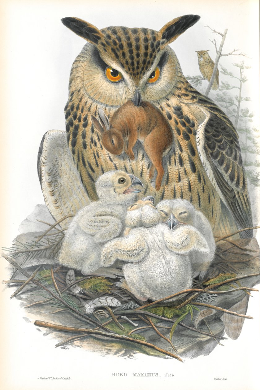 Illustration av Bubo Maximus (örnuggla) av John Gould