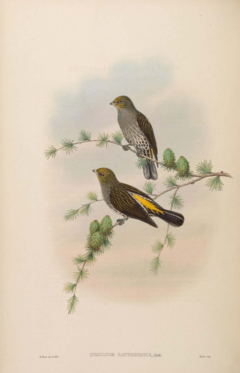Indicator xanthonotus av John Gould